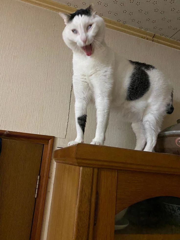 HORRORCAT